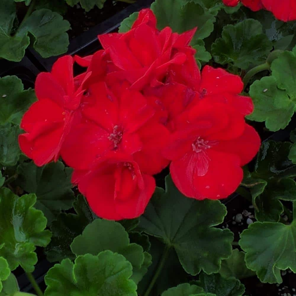 Organic Red Geranium Cuttings 5-8" - Fresh Pelargonium with Vibrant Red Blooms for Garden, Pots, Hanging Baskets