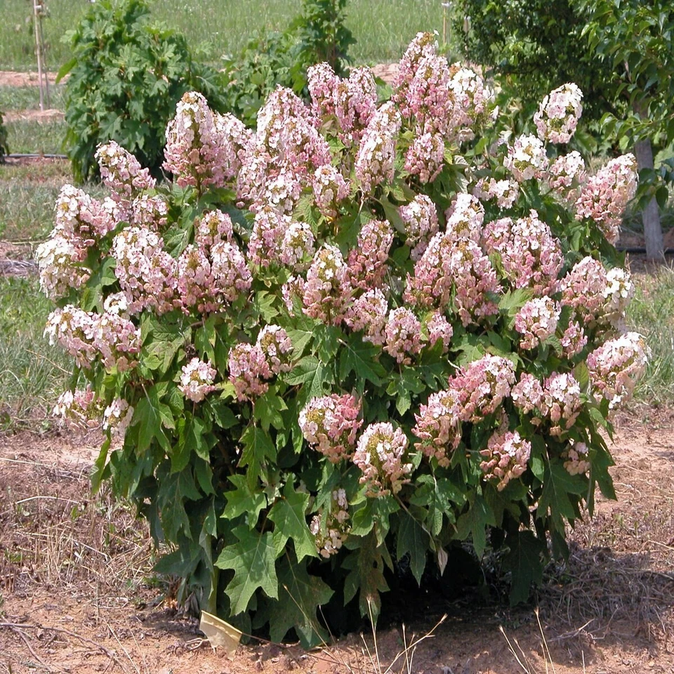 Oakleaf Hydrangea Cuttings, 6 Rooted Munchkin, Pink-White Blooms, Hydrangea quercifolia, USDA Zones 5-9, Deciduous Shrub