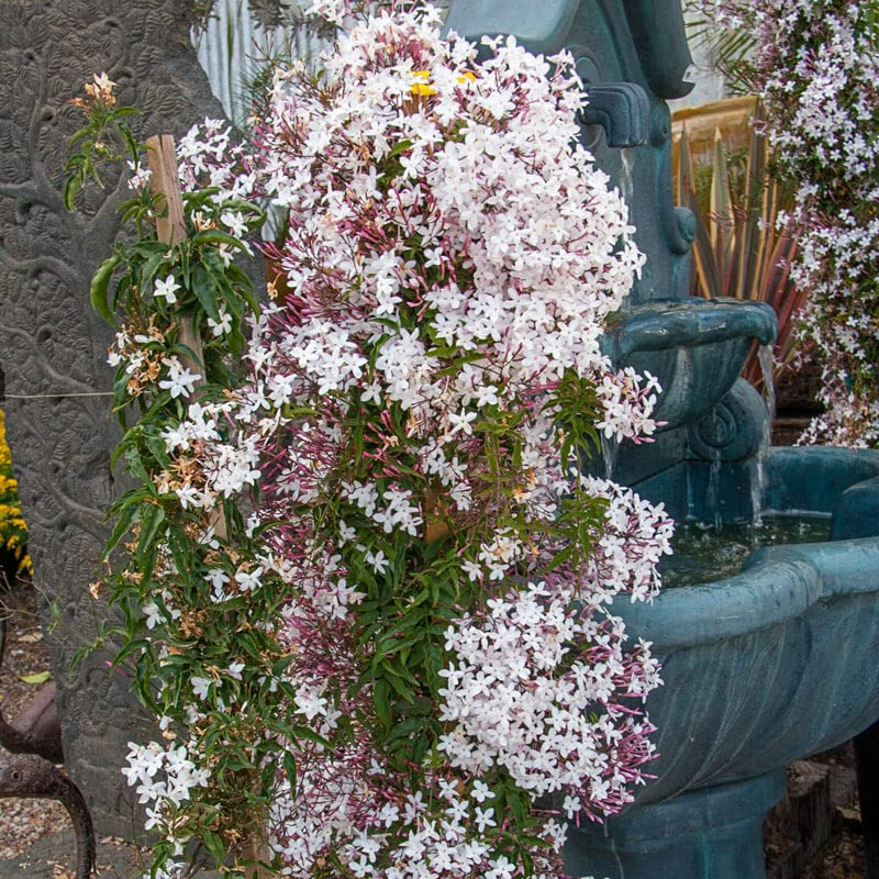 Pink Jasmine Rooted Starter Plant Bareroot Jasminum Polyanthum Fragrant Flowering Vine for Gardens