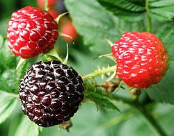 5 Black Hawk Raspberry Plants - Rubus occidentalis - Hardy Live Fruit Plants for Edible Garden - Sweet Black Raspberries