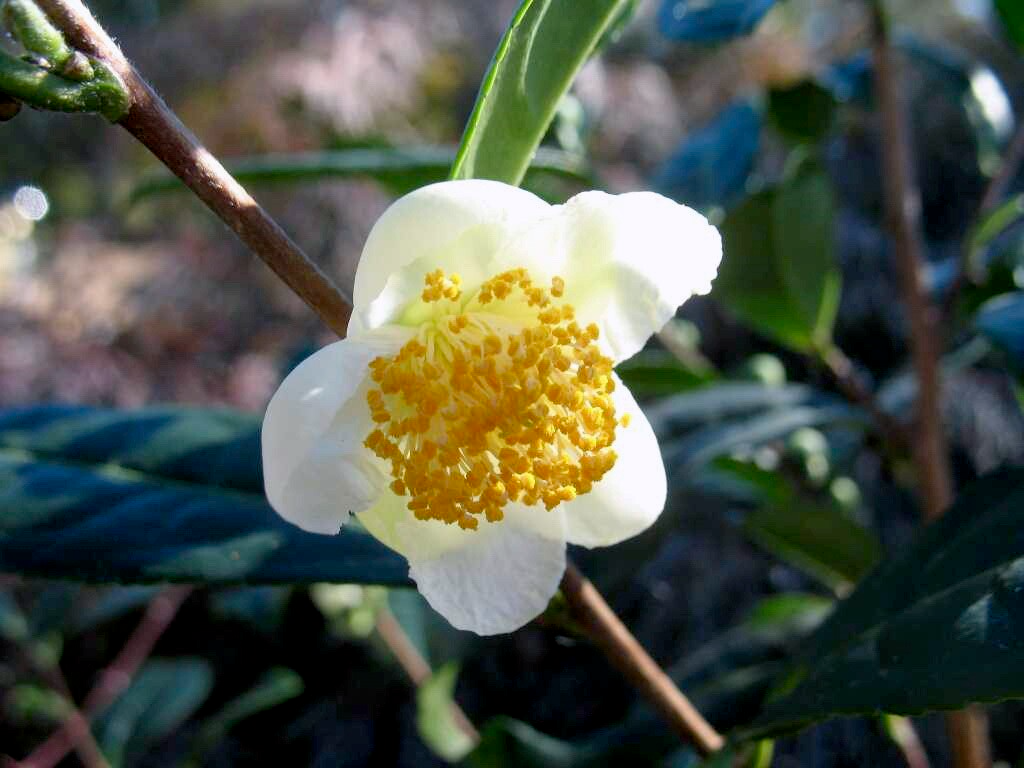 Camellia sinensis Cuttings - 6 Count - Cold Hardy Tea Plant - Evergreen Shrub - White Flowers - USDA Zone 6b