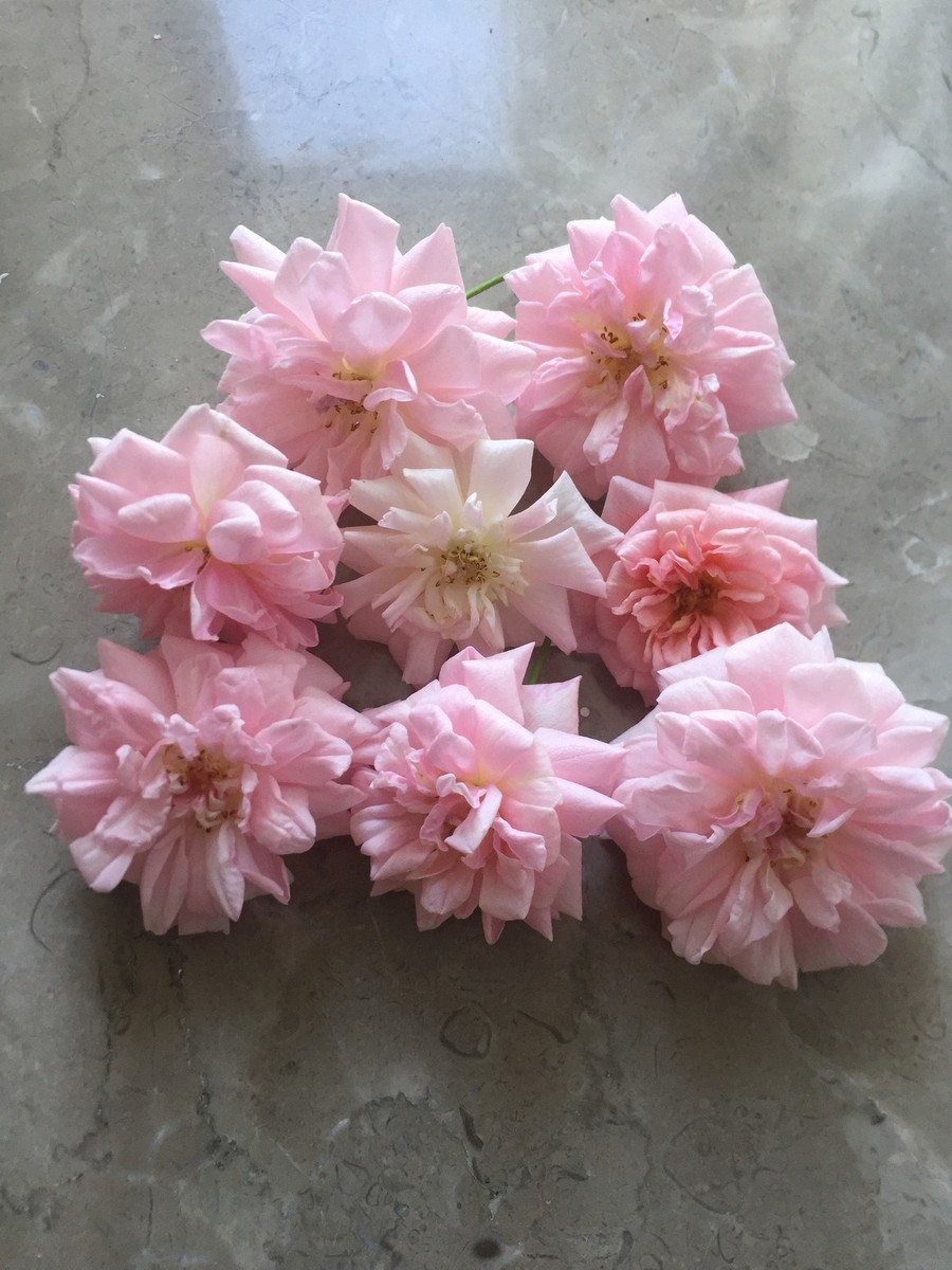 15 Organic Pink Miniature Rose Cuttings 6" Rosa 'Fairy' Unrooted for Grafting or Rooting - Perfect for Garden or Container