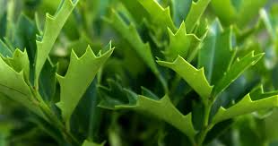 Oak Leaf Holly Cutting | Unrooted Ilex Latifolia | Evergreen Shrub for Gardening | Hardy Cutting for Planting