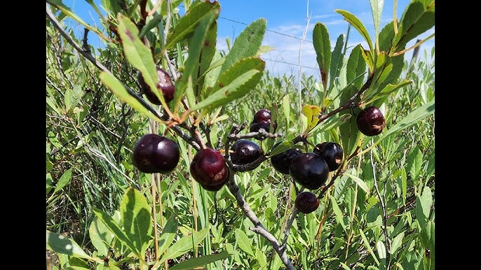 5 Sand Cherry Seeds | Prunus pumila | Edible Fruit Shrub | Hardy Small Garden Tree | Non-GMO Tasty Berries for Jams