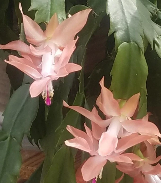 Schlumbergera truncata Cuttings, 2 Stem Segments, Peach Holiday Cactus, Epiphytic Cactus, USDA Zones 10-12
