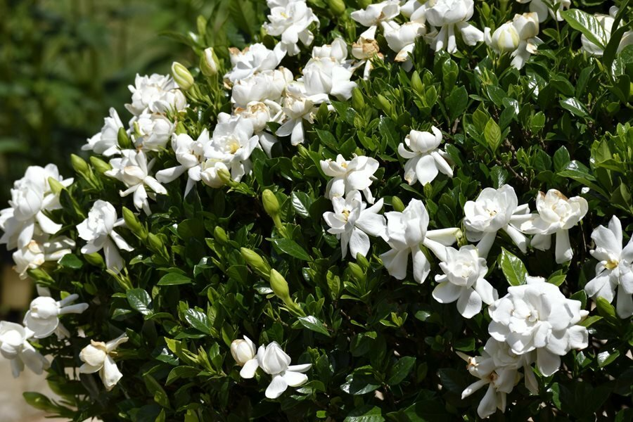 12 Unrooted Cuttings Old Southern Gardenia, Fragrant Flowers, Gardenia jasminoides, Ideal for Propagation