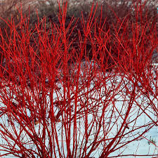 Red Twig Dogwood Shrub - 12-18” Bare Root, Cornus sericea, Hardy Native Deciduous Plant for Wildlife & Erosion Control