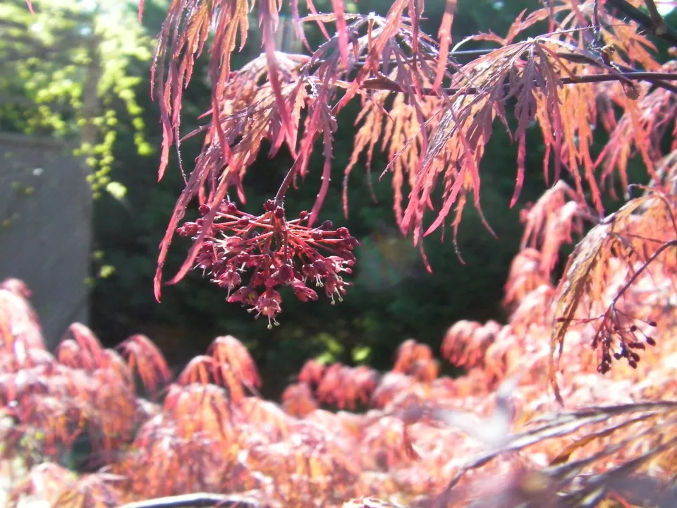 Japanese Maple Cuttings - 8 Pcs 'Garnet' for Rooting/Grafting, Red-Orange Foliage, Acer palmatum, Zones 5-9, Weeping Tree