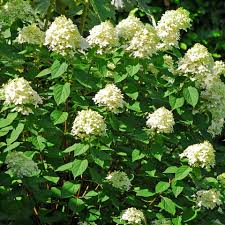 Hydrangea Limelight Rooted Cuttings - 6 Healthy 6-10 Inch Cuttings, White to Lime-Green Blooms, Hydrangea paniculata Limelight