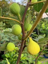 Unrooted Fig Tree Cuttings - 6-8” Grise St Jean - 3 Nodes - Early Fruiting Sweet Figs - Perfect for Home Gardeners