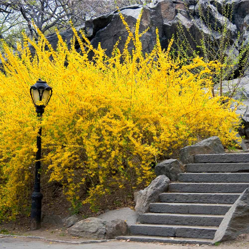 Golden Forsythia Cuttings - 8 Unrooted Stems - Yellow Flowers - Forsythia spp. - Hardy Zones 4-9 - Propagation Shrub