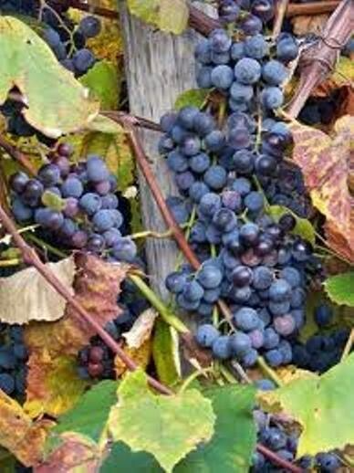 Concord Grape Cuttings (12) - Organic Unrooted Vitis labrusca - Hardy Fruit Vine for Zones 4-8 - 6 Inch Length