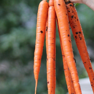 Tendersweet Carrot Seeds 250 Pack | Heirloom Non-GMO | Sweet Crunchy Roots | Daucus carota subsp. sativus