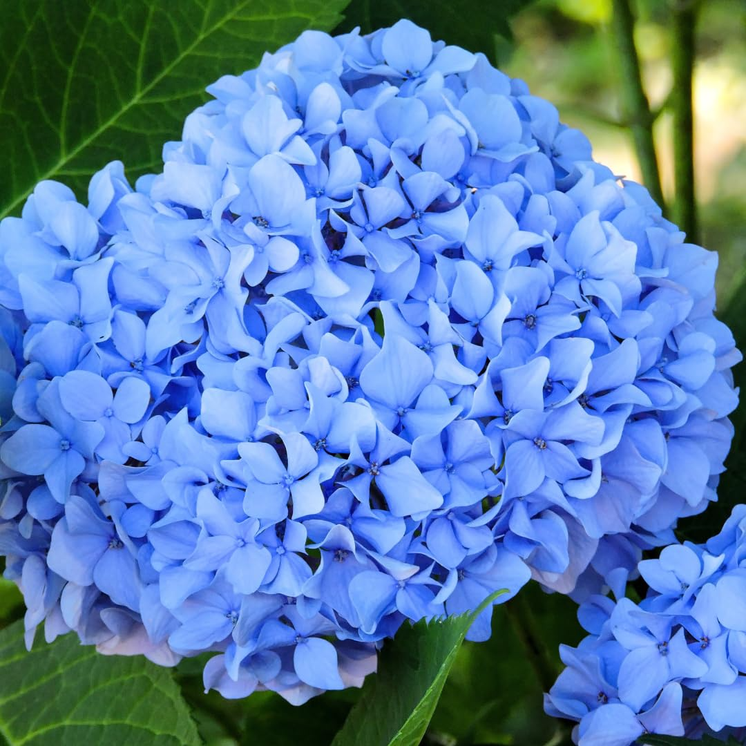 Blue Hydrangea Plant Cutting 3-8" Tall, Live Hydrangea macrophylla, Indoor/Outdoor Garden Shrub with Beautiful Flowers