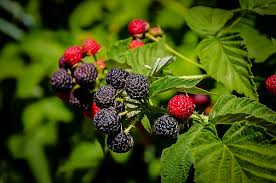 5 Cumberland Black Raspberry Plants | 1–2 Yr Old Live Fruit Shrubs | Rubus occidentalis | Sweet Hardy Berries for Edible Garden