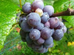 12 Unrooted Concord Grape Cuttings 6-8" Organic - Vitis labrusca - Perfect for DIY Vineyards & Home Gardens, Seeded Grapes
