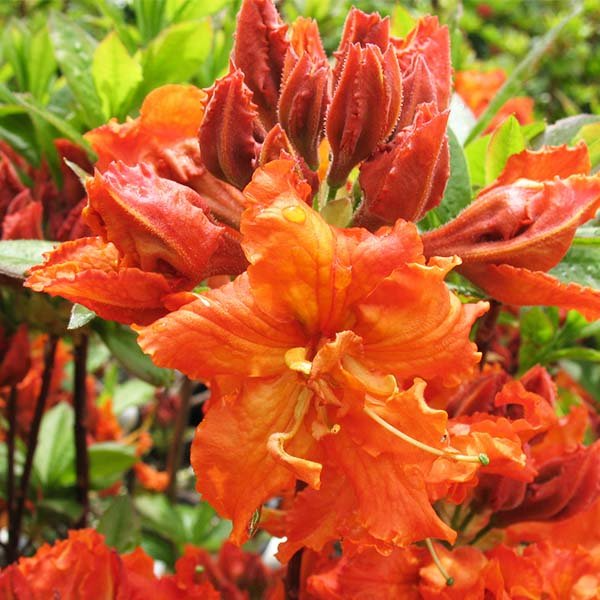 Gibraltar Deciduous Azalea Starter Plant - Orange Blooms - Rhododendron 'Gibraltar' - Well-Draining Acidic Soil - Zones 5-8