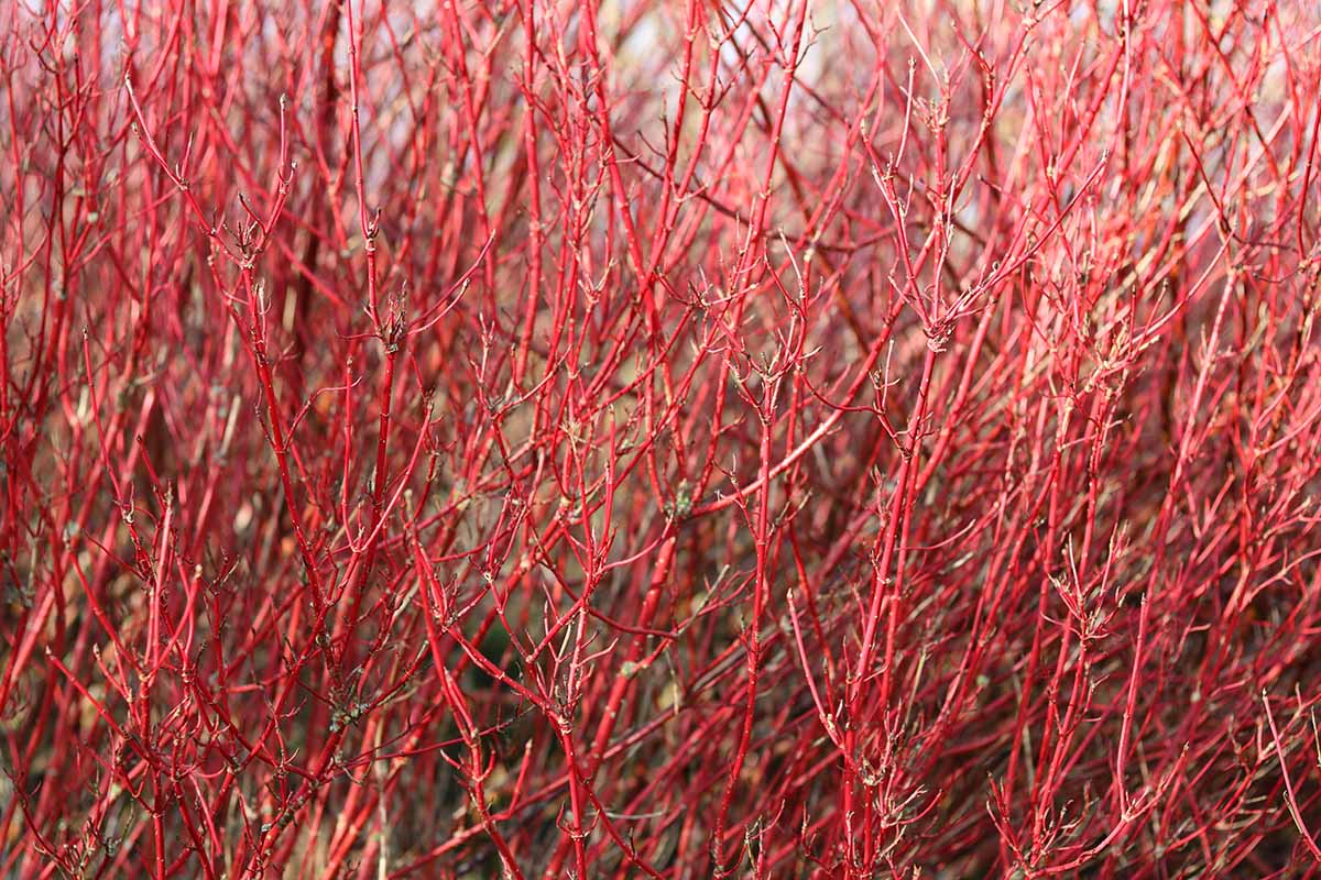 Red Twig Dogwood Cuttings - 10 Unrooted Cuttings (Cornus sericea) - Fast Growing Native Shrub for Landscaping & Erosion Control