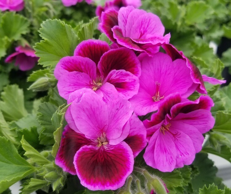 Organic Geranium Cuttings 3-Pack Pink Purple Pelargonium for Rooting - Ideal for Indoor and Outdoor Gardens