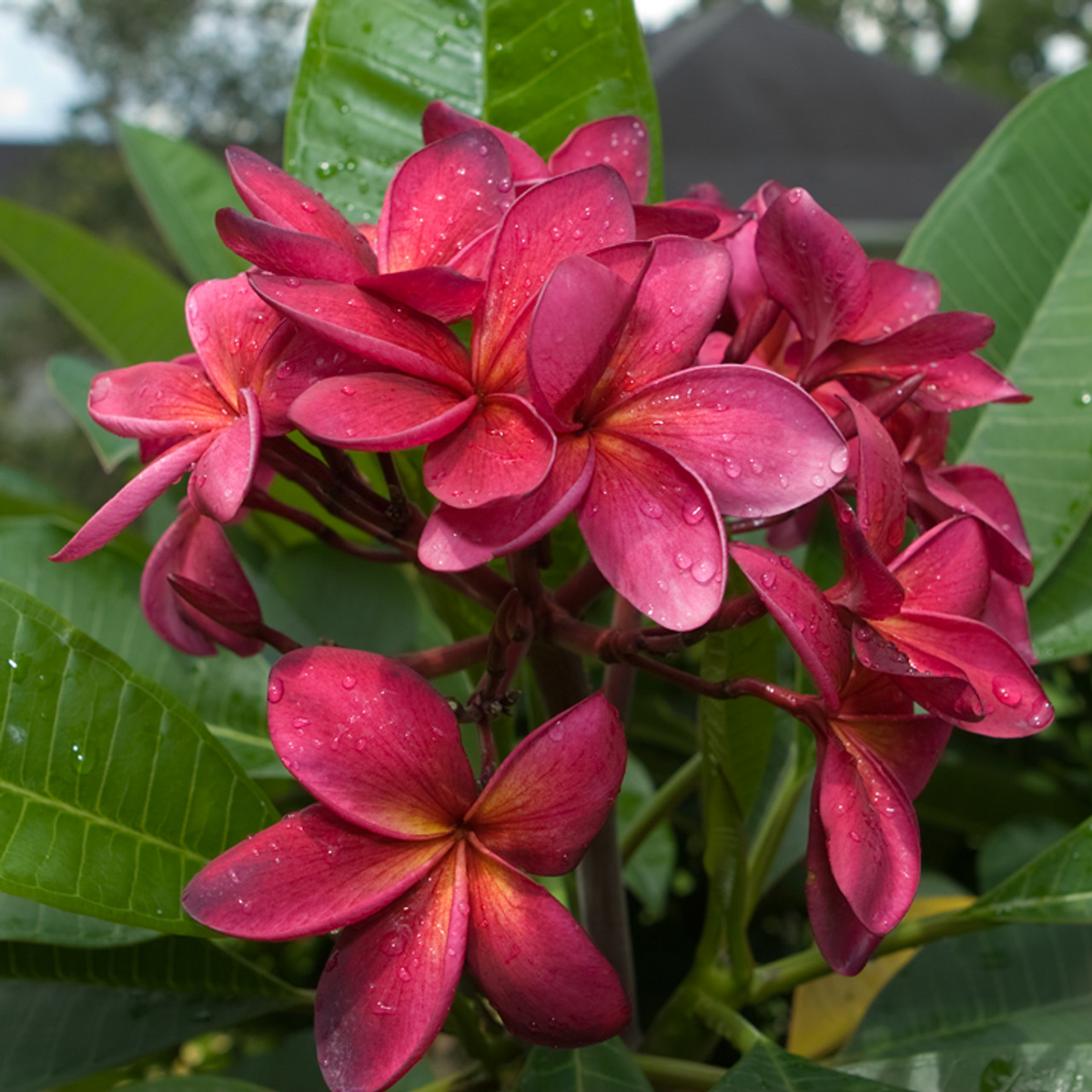 Plumeria Cuttings 9-12 Inches Wildfire Red Frangipani Plumeria rubra - 2 Branch Cuttings for Tropical Gardens