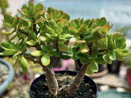 Thick Stem Cutting Succulent - Crassula ovata (Jade Plant) - 0.5-0.75" Diameter - USDA Zones 10-11 - Easy Care Indoor Plant