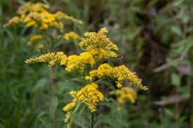 3 Bare Root Goldenrod Plants - Solidago nemoralis | Native Pollinator Wildflower | Monarch Butterfly Friendly Perennial