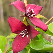 3 Bare Root Red Trillium Plants - Trillium erectum, Shade-Loving Perennial Wildflower for Woodland Gardens