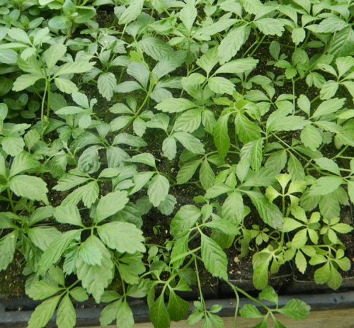 Jiaogulan Live Plants, 5 Rooted Plants, Perennial Vine, Gynostemma pentaphyllum, Indoor/Outdoor Herb, Hydroponic Option
