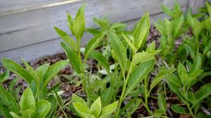 Longevity Spinach Cuttings 4" Gynura Procumbens - Edible Tropical Superfood, Easy to Grow, Nutrient-Rich for Propagation