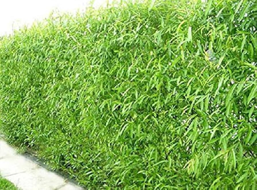 Austree Hybrid Willow Cuttings - 5 Pack - Fast Growing Privacy Trees - Salix spp. hybrid - Oxygen Producer - Zones 4-9
