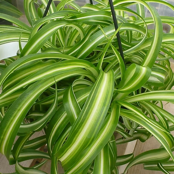 Spider Plant Variety Pack - Ocean, Hawaiian, Green, Bonnie Curly - Live Air-Purifying Starter Plants - Chlorophytum comosum