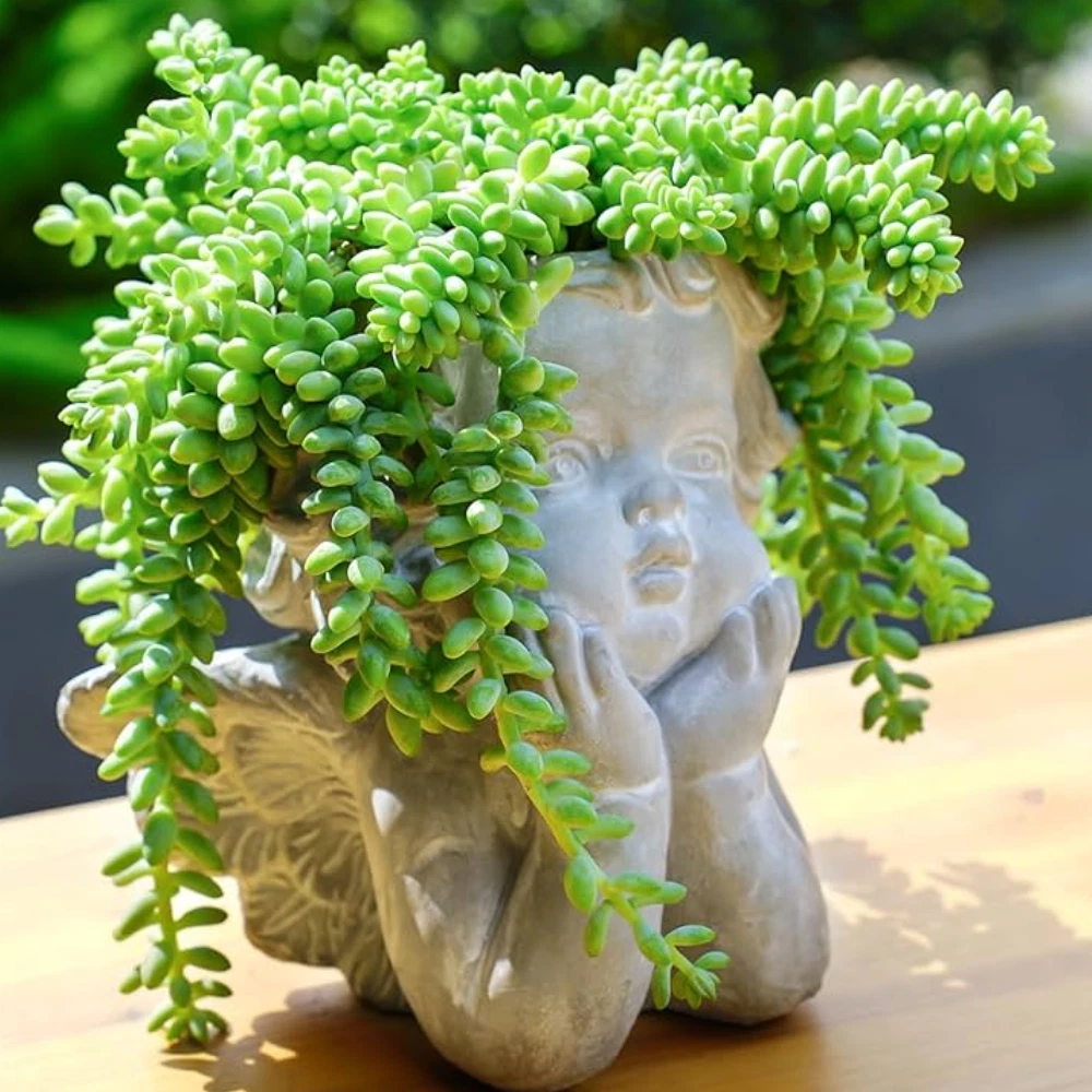 Burro's Tail Succulent Plants, 2" Pots, Trailing Sedum morganianum, Blue-Green Foliage, USDA Zones 10-11