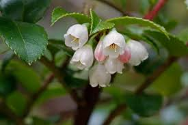 Vaccinium Ovatum Cuttings - 6 Count - Evergreen Huckleberry - Native Shrub - Pacific Northwest Wildlife Plants