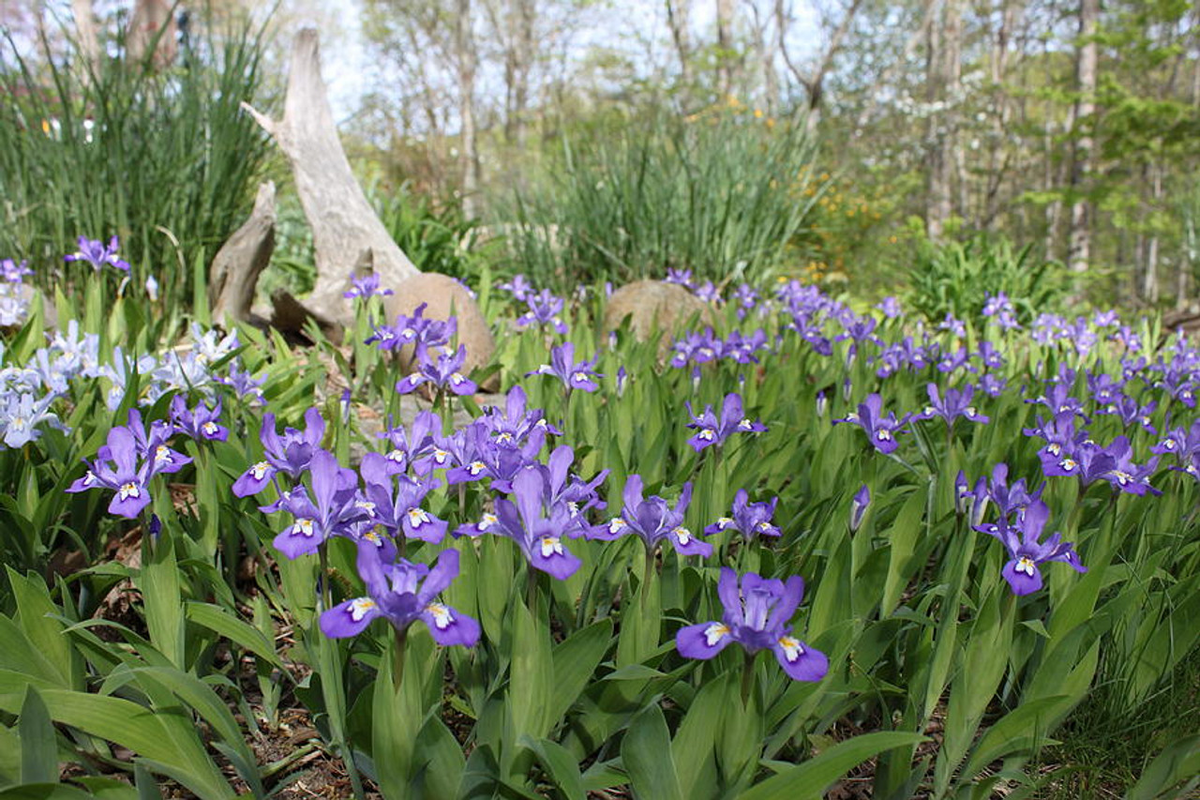 5 Bare Root Crested Dwarf Iris Plants - Iris cristata, Lavender-Blue Shade-Loving Perennial Wildflower Ground Cover