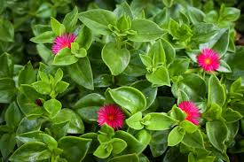 20 Aptenia Cordifolia Cuttings | Red Apple Ice Plant | Baby Sun Rose | Succulent Groundcover | Drought Tolerant Plant