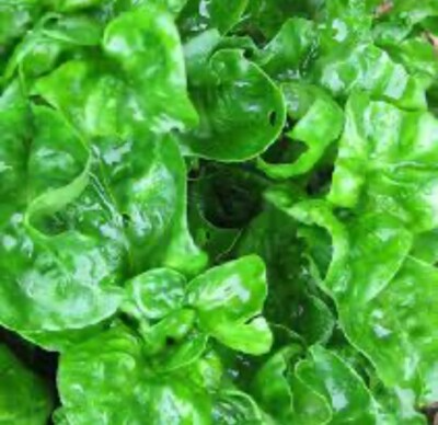 Brazilian Spinach Organic Cuttings 4-5" Alternanthera sissoo Samba Lettuce Edible Perennial Ground Cover for Gardens