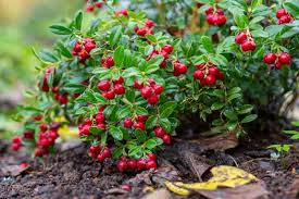 Lingonberry Plant Rhizomes - 4 Live Vaccinium vitis-idaea Roots - Acid-Loving Evergreen Groundcover - Zone 2-7 Hardy