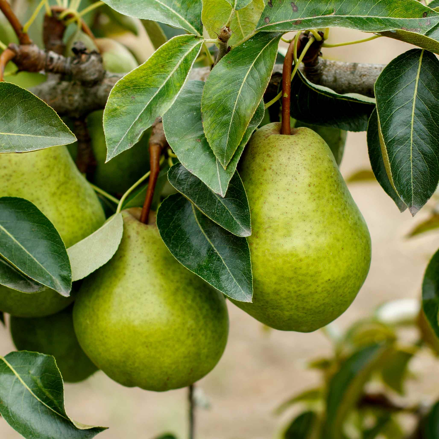 8 Kieffer Pear Scion Wood Cutting - 10-12", Pyrus calleryana, Hardy Fruit Tree, Ideal for Rooting or Grafting, Fruit Tree Propagation
