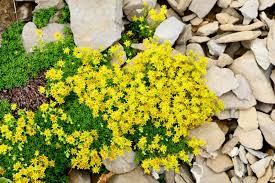 15 Bare Root Golden Creeping Sedum, Yellow Perennial Ground Cover, Drought Tolerant Plants for Garden (Sedum acre)