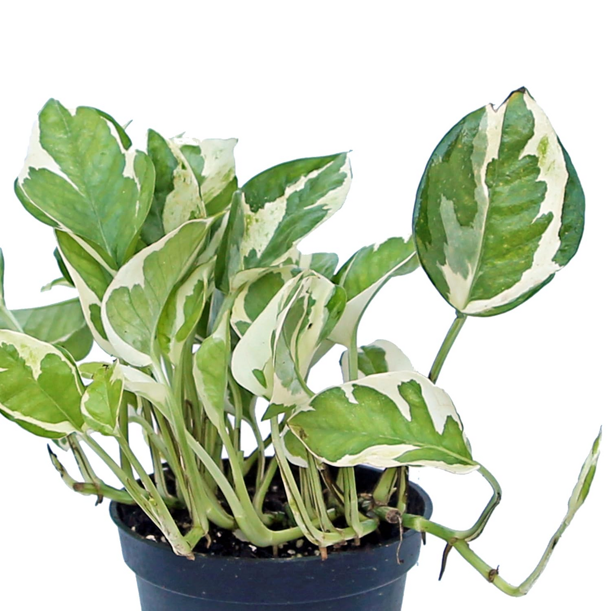 Pothos Cuttings - 3 Live Variegated Pearls and Jade Cuttings, Epipremnum aureum, Indoor Houseplant, Easy Care