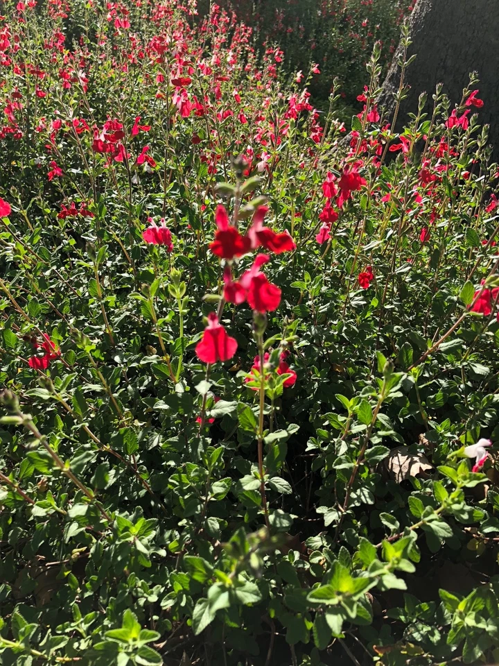 Organic Red Autumn Sage Cuttings - 15 Pcs, Drought Tolerant Hummingbird Magnet, Salvia greggii, USA Grown