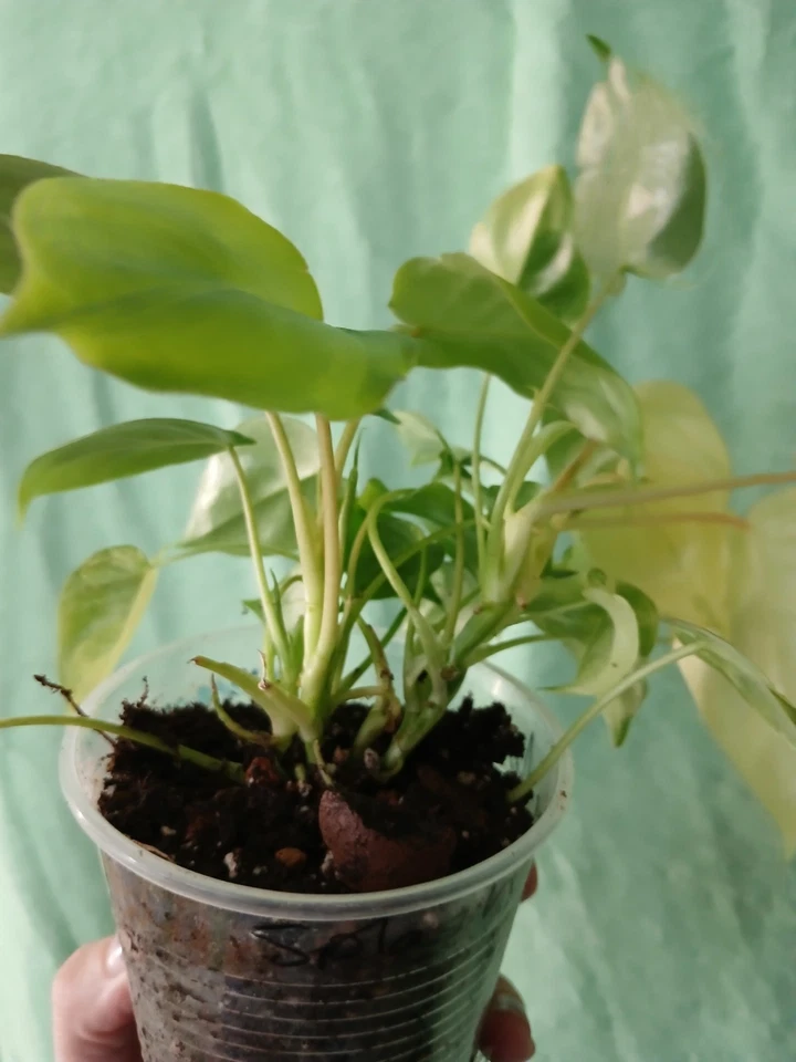 Burle Marx Philodendron Cutting with Nodes & Aerial Roots, Philodendron bipinnatifidum, Indoor Outdoor Plant