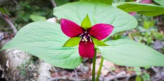 5 Bare Root Purple Trillium Plants - Trillium erectum, Native Shade Wildflower for Woodland Gardens, Perennial Plant