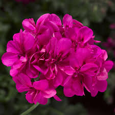 Hot Pink Ivy Geranium Cuttings - 5 Count - Pelargonium peltatum - Trailing Flowering Plant - Southern California Origin