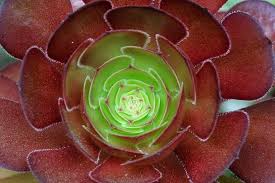 Red Aeonium 'Jack Catlin' Cuttings - 12 Unrooted Drought-Tolerant Succulent - Indoor/Outdoor - Aeonium 'Jack Catlin'
