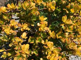 5 Cuttings Crassula Ovata 'Hummel's Sunset' Golden Jade Succulent 3-4 Inches - Drought-Tolerant Indoor Houseplant