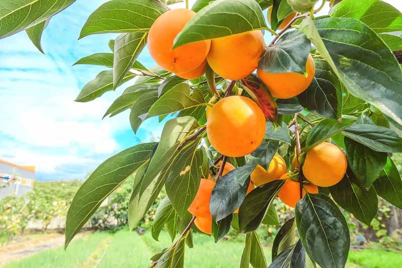 Persimmon Tree Cuttings - 3 Live Cuttings, Diospyros kaki, Japanese Persimmon, USDA Zones 6-11, Rooting/Grafting Instructions