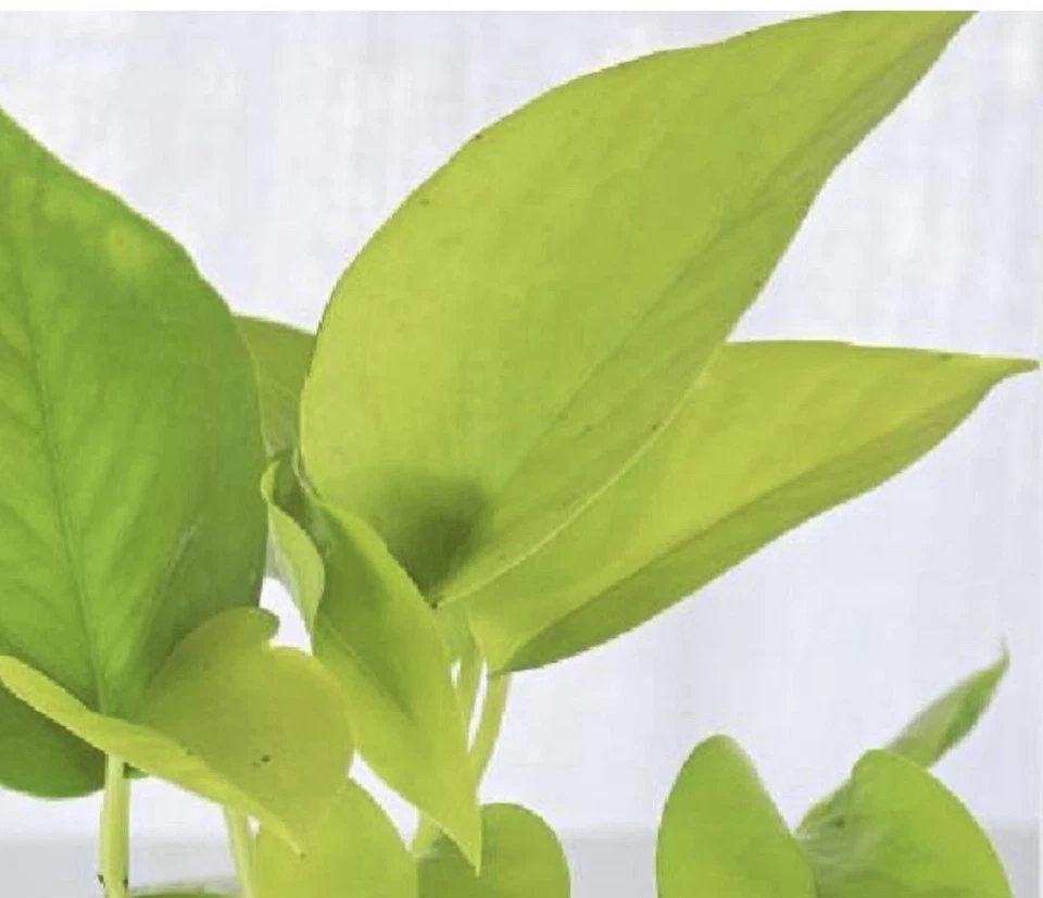 2x 10” Rooted Pothos Cuttings | Neon Golden Queen Jade Philodendron | Epipremnum aureum | Easy Care Indoor Vine for Decor