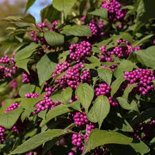 Beautyberry Bush Cuttings, 7 Live Clippings, Purple Berries, Callicarpa americana, USDA Zones 6-10, Wildlife Friendly
