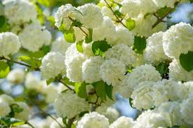 Japanese Snowball Viburnum Shrub - 12-18" Bare Root, White Blooms - Viburnum plicatum, Ideal for Hedges & Borders